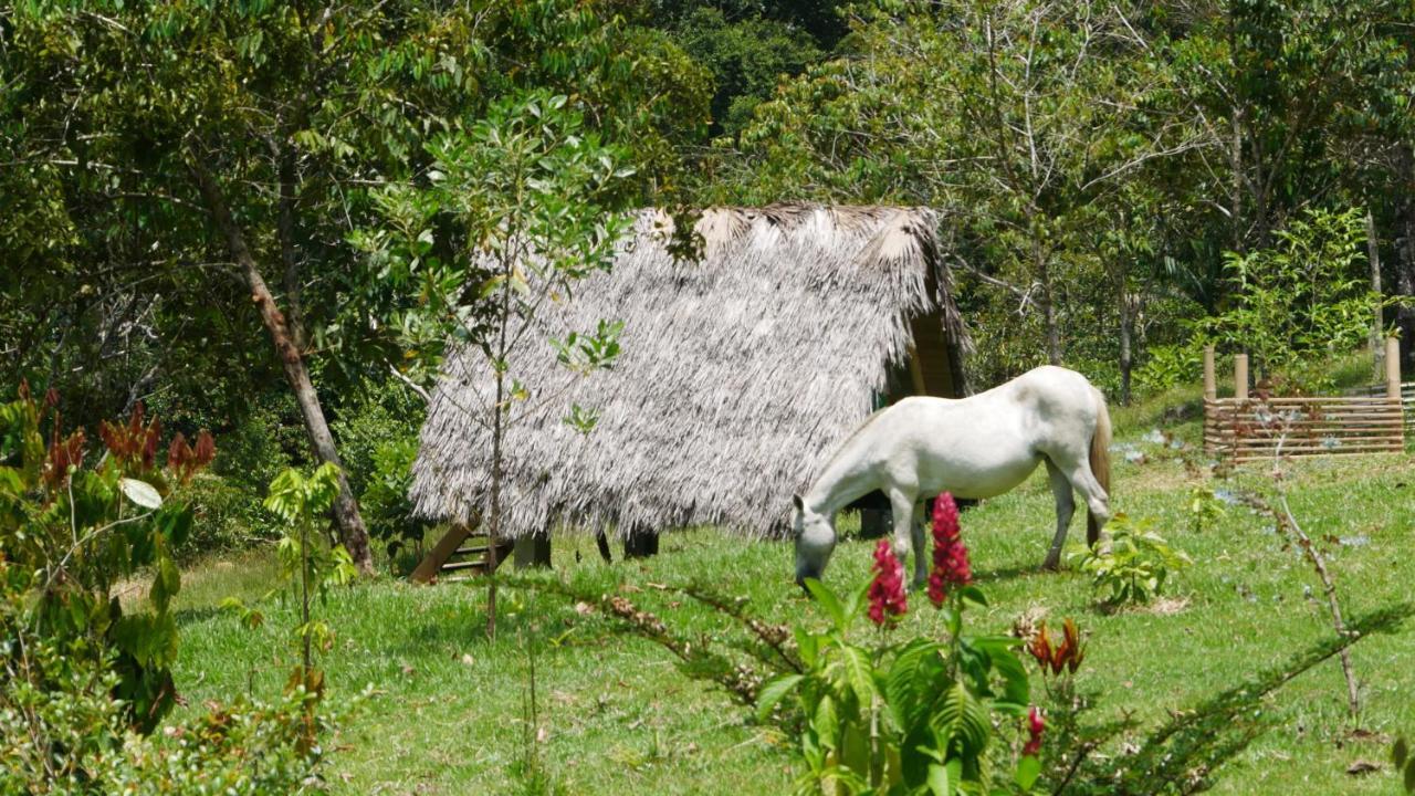 La Perla Negra - Black Pearl Eco Hostel San Rafael  Ngoại thất bức ảnh